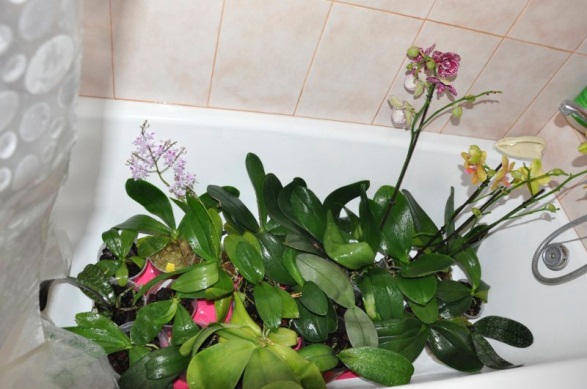 Гарячий душ для орхідеї