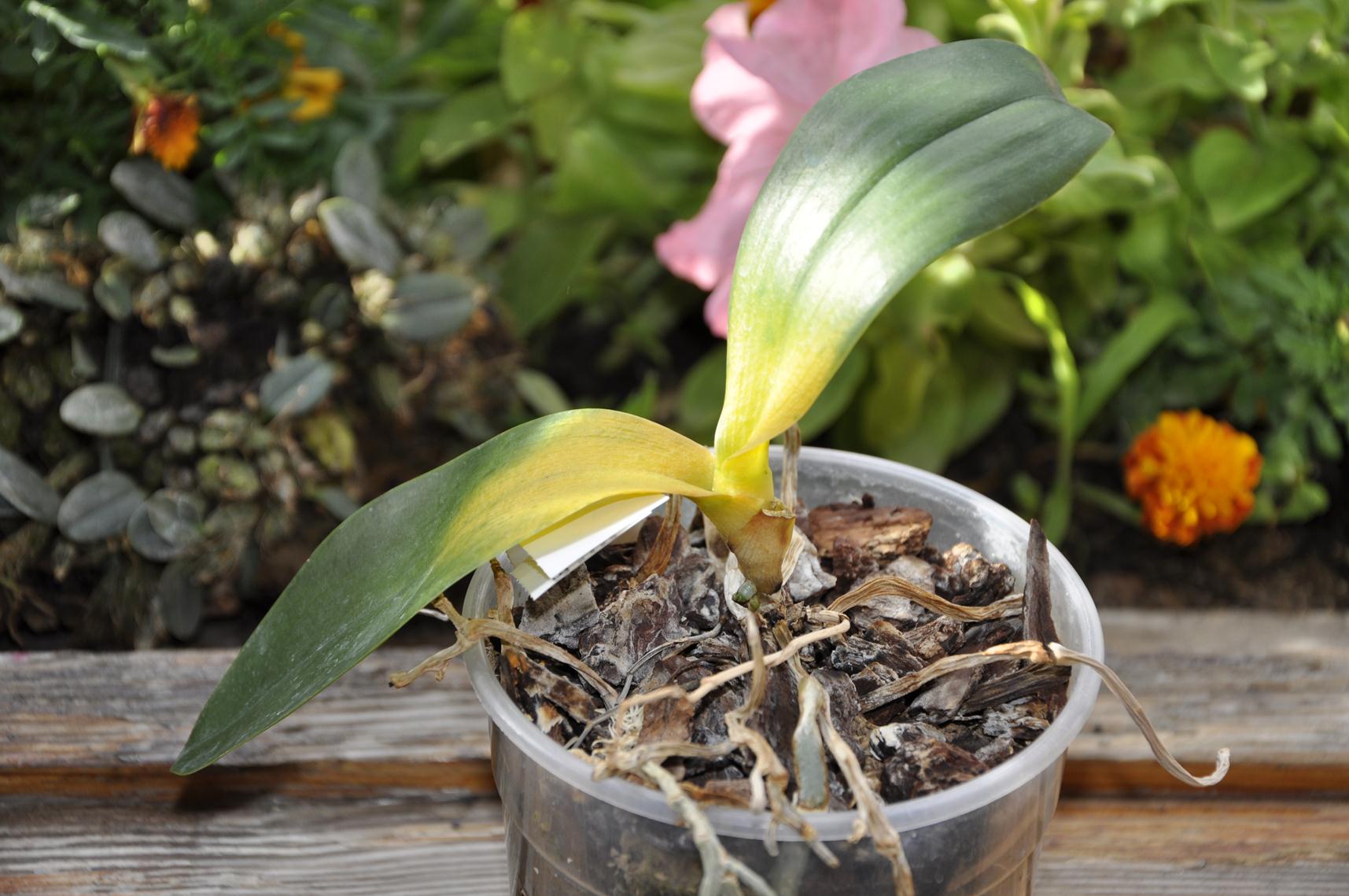 Гниль шейки орхідеї Фаленопсис