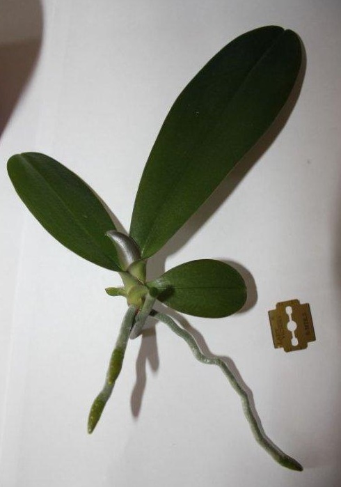 Відділення відростка від квітконоса орхідеї.