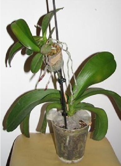 Розмноження орхідеї за допомогою цитокініна.