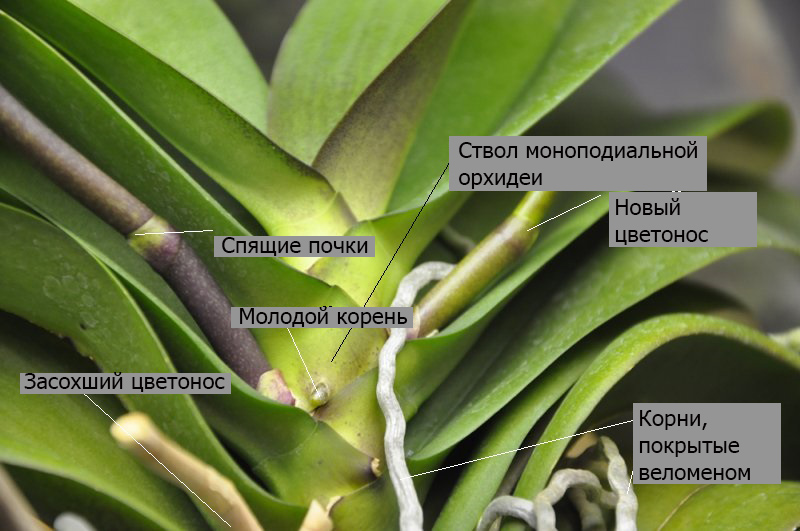 Строение орхидей моноподиального типа ветвления