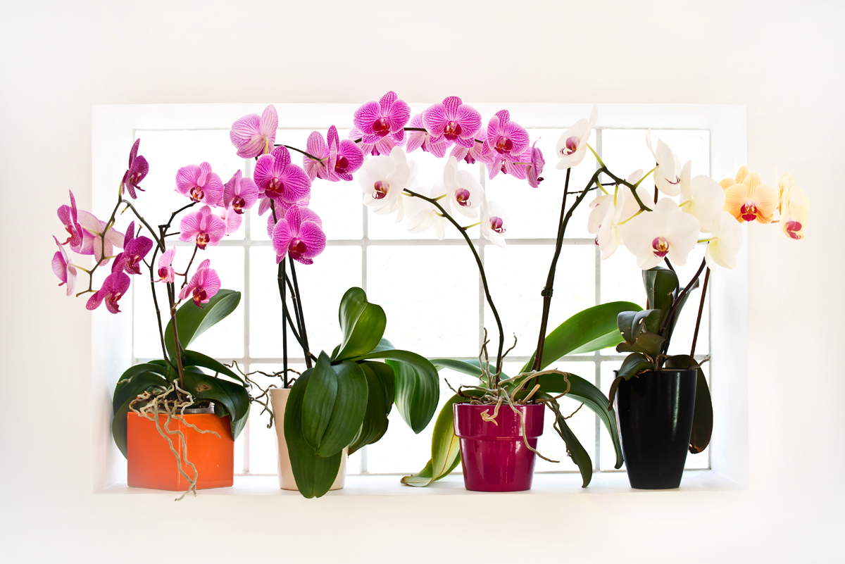 Купить Горшки Для Орхидей В Интернет Магазине