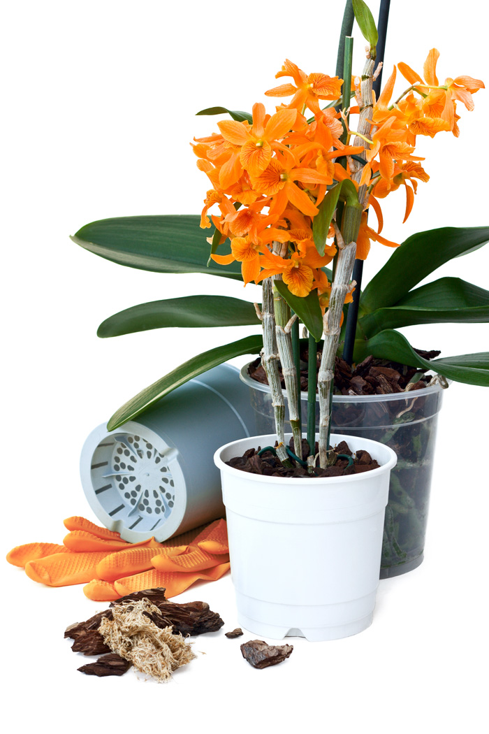 Пересаджування орхідей