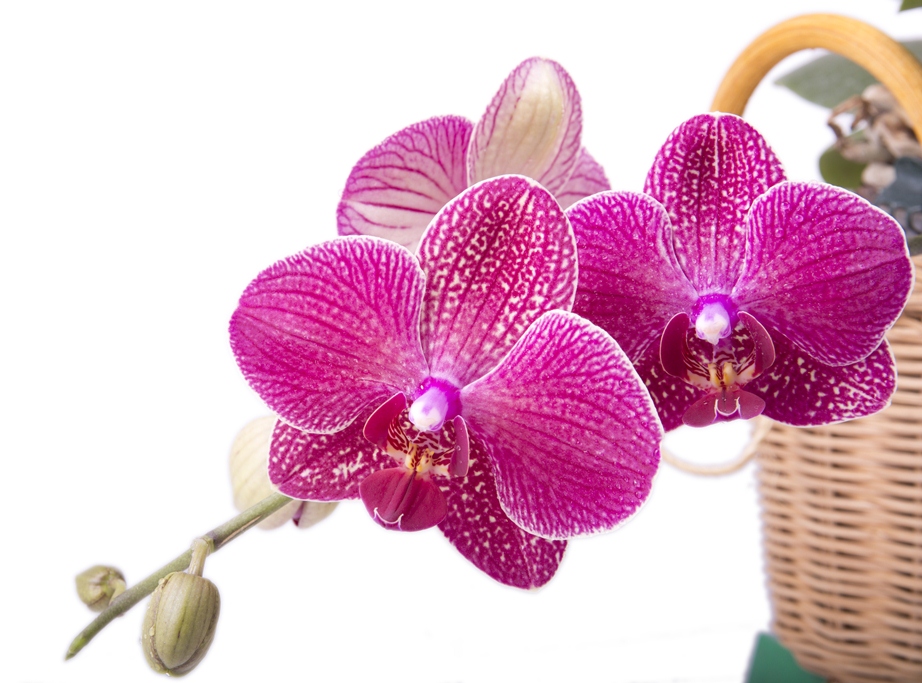 Орхідея Фаленопсис фото