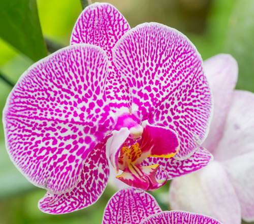 Как реанимировать орхидею?