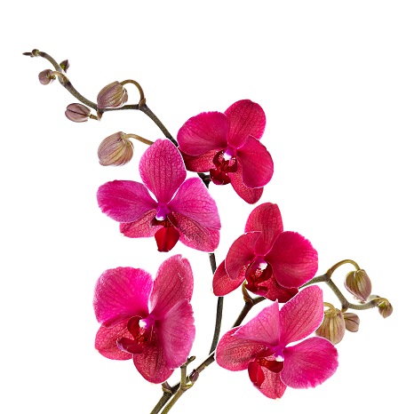 Виды орхидей Фаленопсис 
