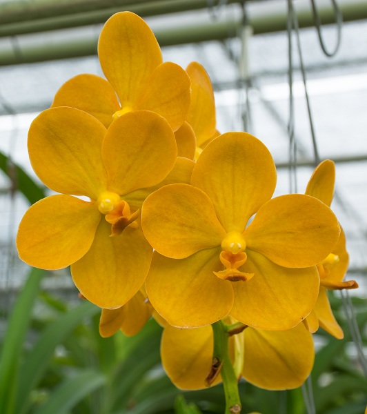 Орхідея Ванда жовта.