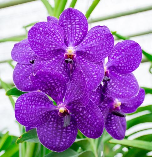 Голубая орхидея Ванда