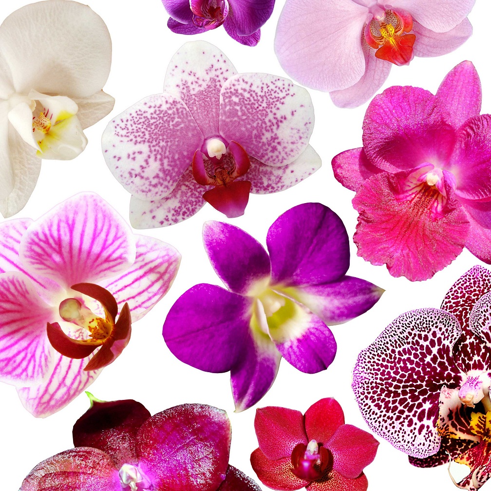Орхидея. Вредители
