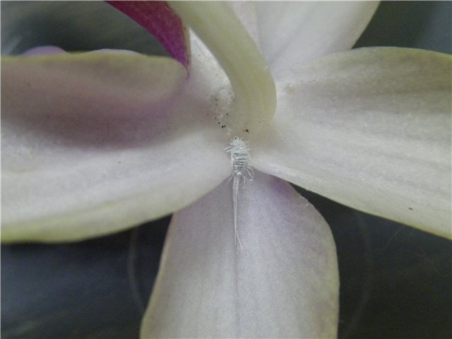  Квітка орхідеї з червецем