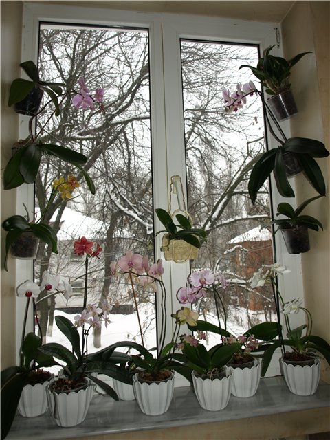 Уход за орхидеями зимой.