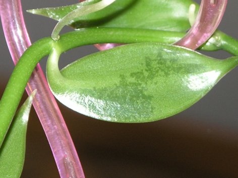 Орхидея Ваниль - заболевание орхидеи из-за частого полива при низких температурах.