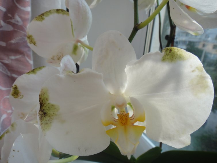 Опіки на квітках Фаленопсиса
