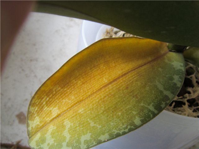 Фаленопсис. Природне старіння нижнього листя