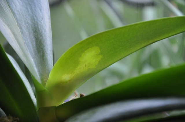 Болезнь орхидей и лечение фото