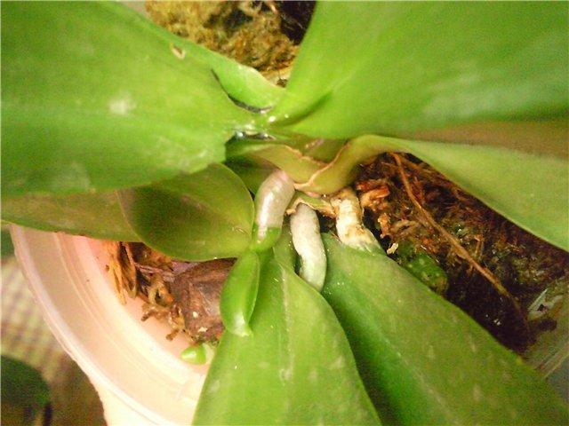 Размножение орхидеи детками.