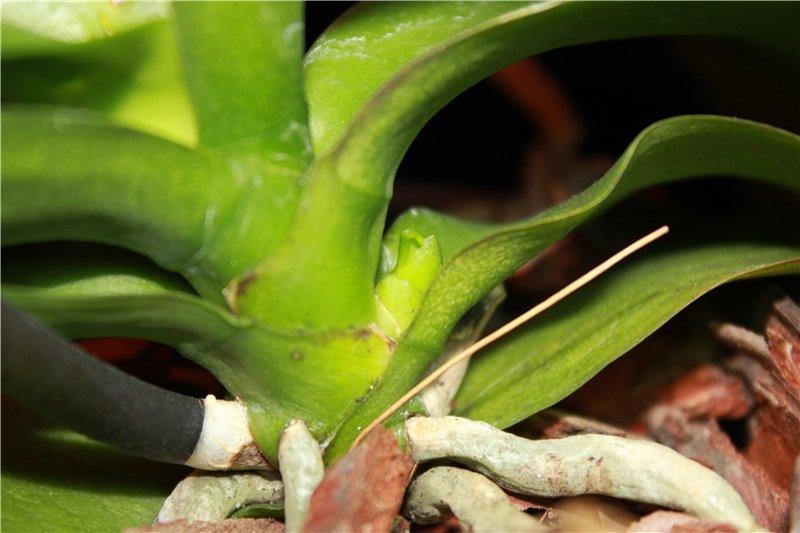 Поява прикореневого відростка на орхідеї.