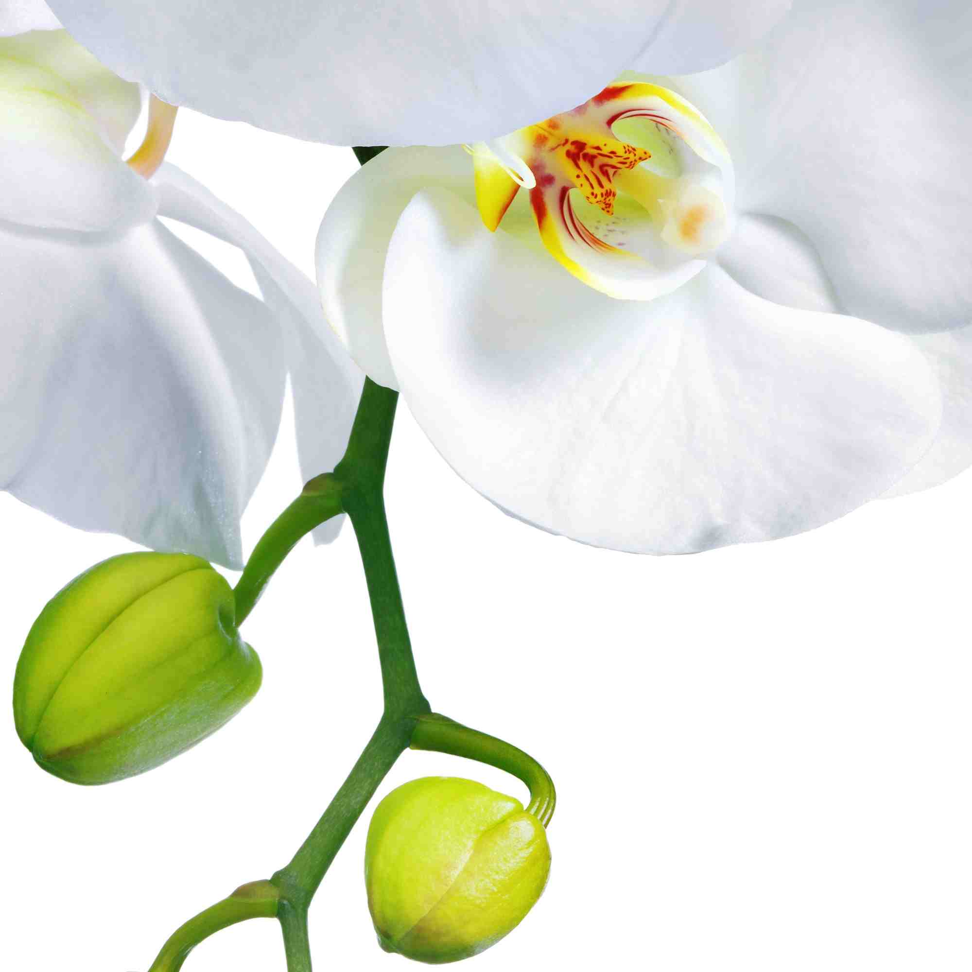 Как выращивать орхидеи в домашних условиях и размножение?