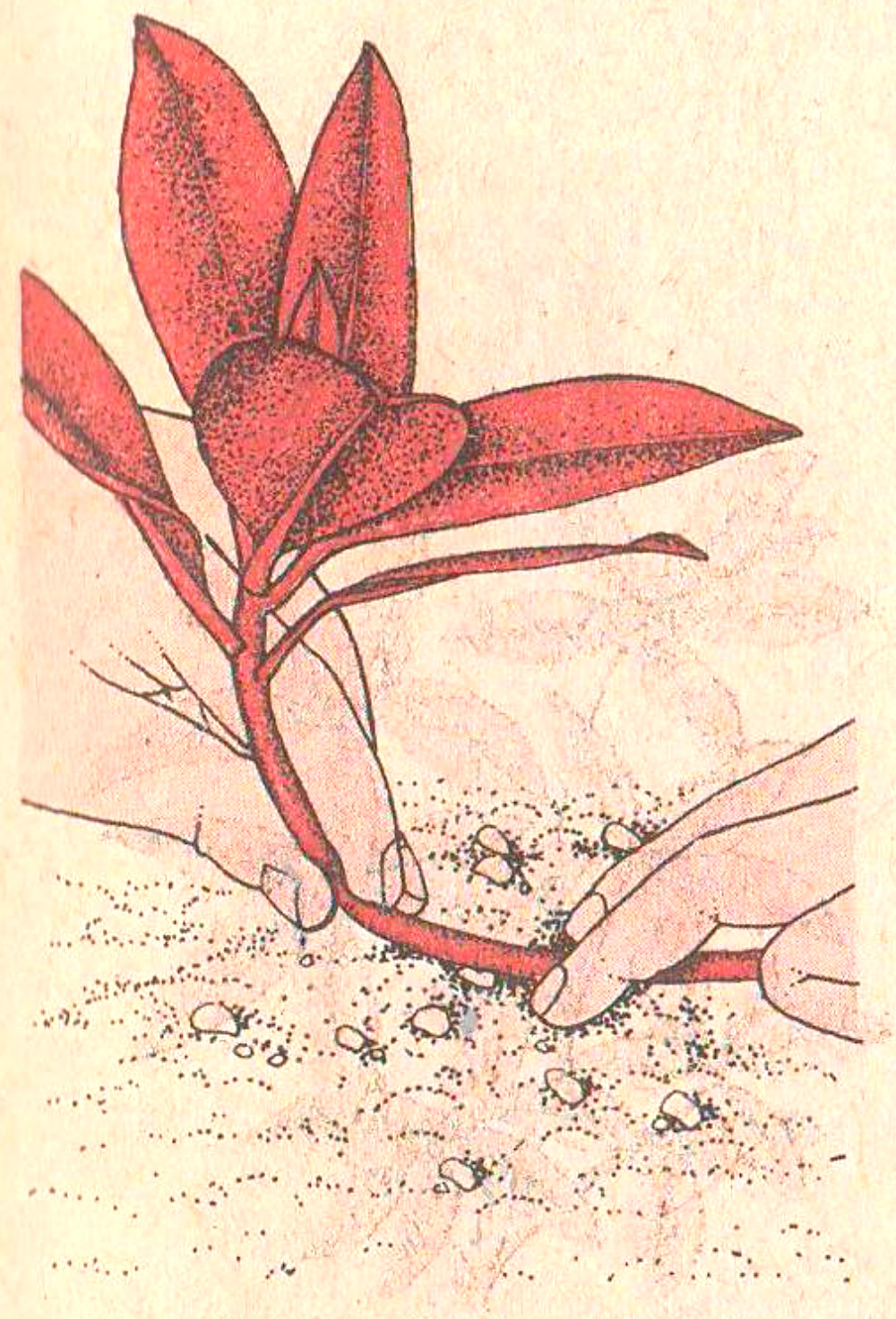 Размножение роз черенками в газете (метод буррито), отводками.