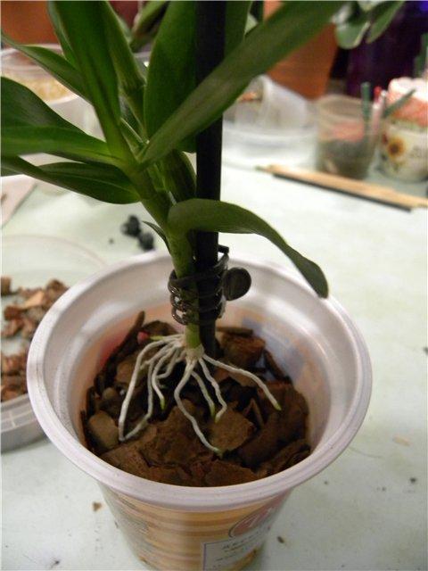 Высадка орхидеи Дендробиума