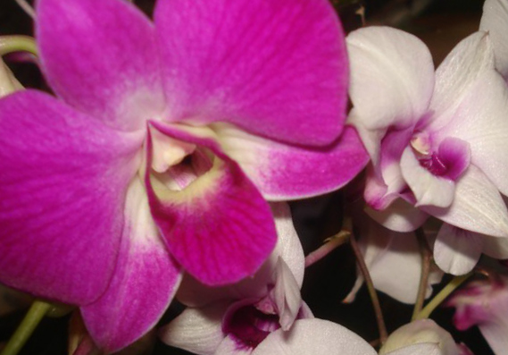 Оттенки розового. Орхидея Дендробиум