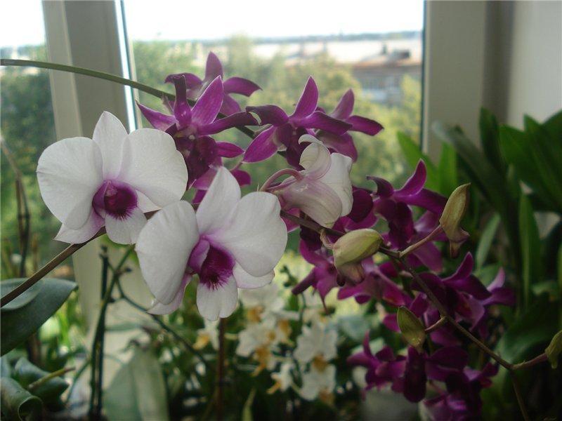 Оптимальный подоконник для Орхидея