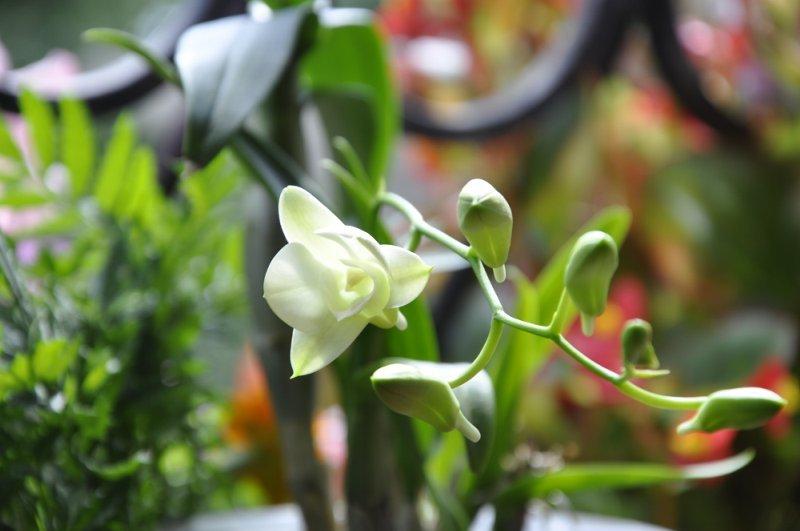 Бутоны у орхидея Дендробиум