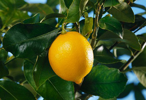 комнатный лимон