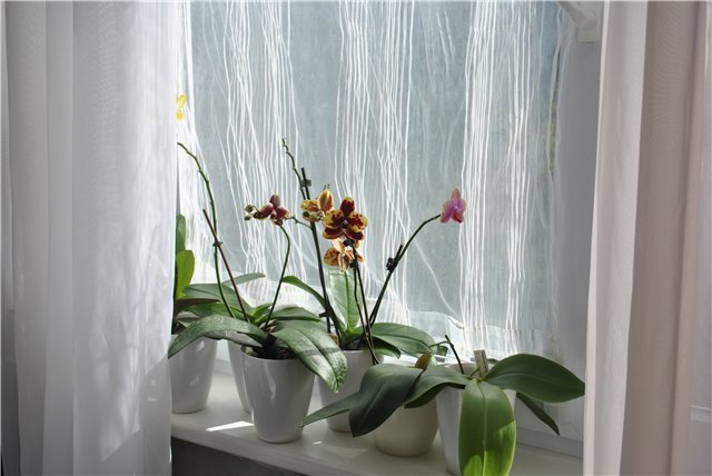 Притенение орхидей