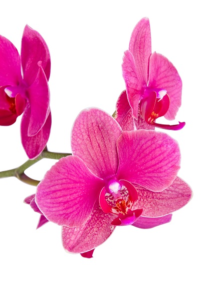 Удобрение для орхидей