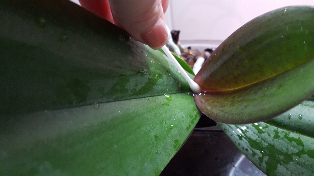 Как убрать воду с точки роста орхидеи