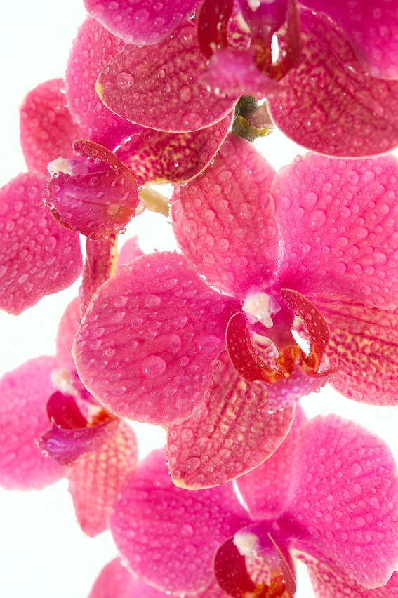 Орхидея Фаленоспис