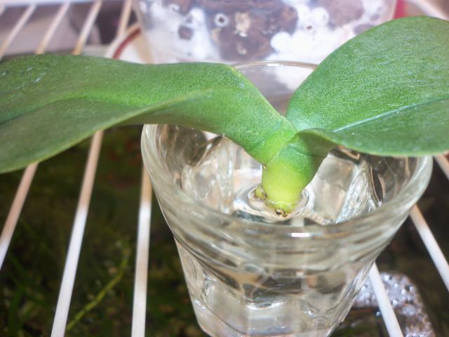 Как оживить засохшую орхидею: простой трюк поможет цветку быстро нарастить корни