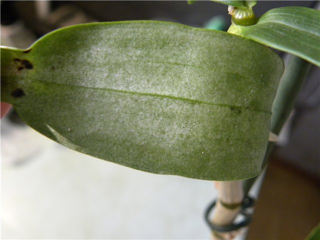 Павутинний кліщ на листі орхідеї
